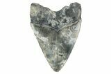 Bargain, Fossil Megalodon Tooth - Georgia #338803-1